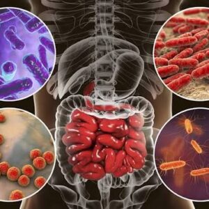 Probioticos